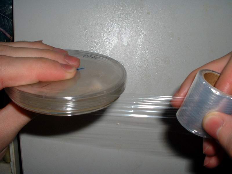 Método para torpes de llenado de placas petri con agar | Fungifun